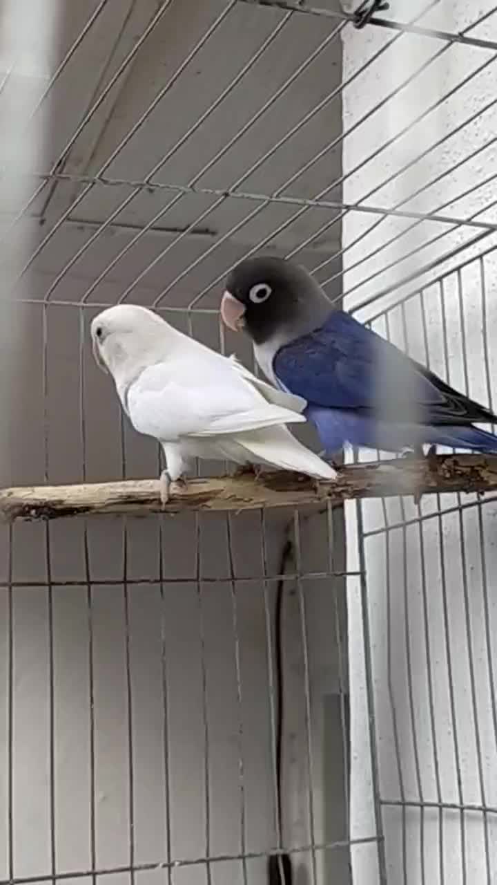 طوطی برزیلی جفت|پرنده|رامسر, |دیوار