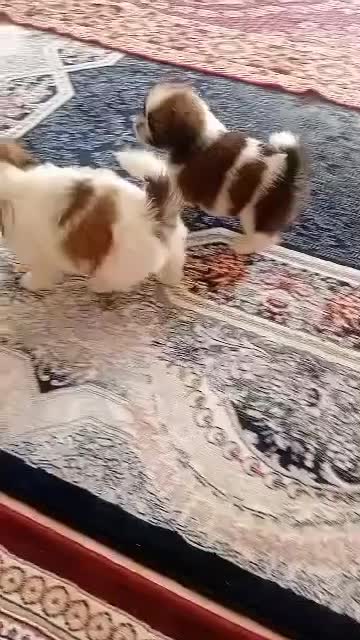 دو عدد توله شیتزو تریر با اصالت|سگ|کرج, شاهین‌ویلا|دیوار