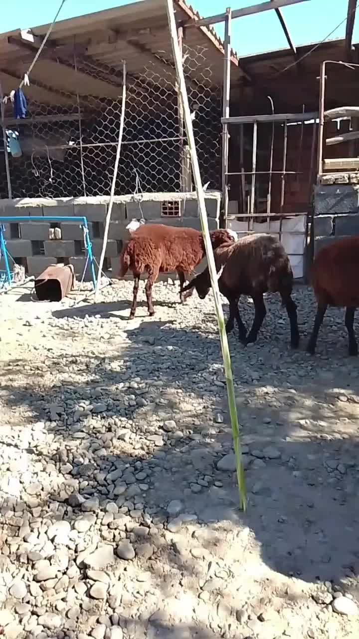 توقلی ۱۰ ماه|حیوانات مزرعه|سنگدوین, |دیوار