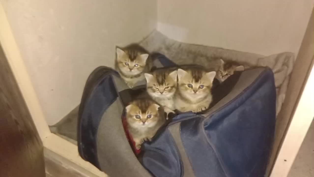 گربه اسکاتیش و برتیش|گربه|صدرا-فارس, فاز ۱|دیوار