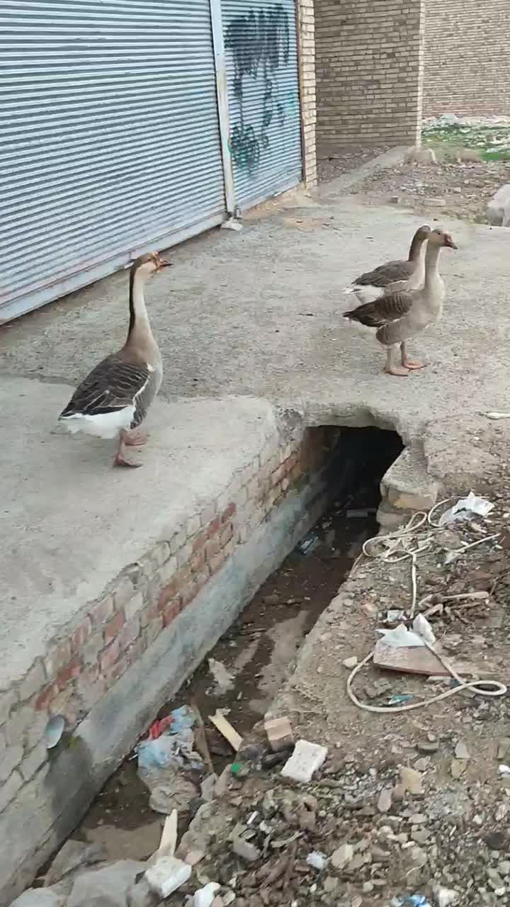 غاز|حیوانات مزرعه|مرند, |دیوار