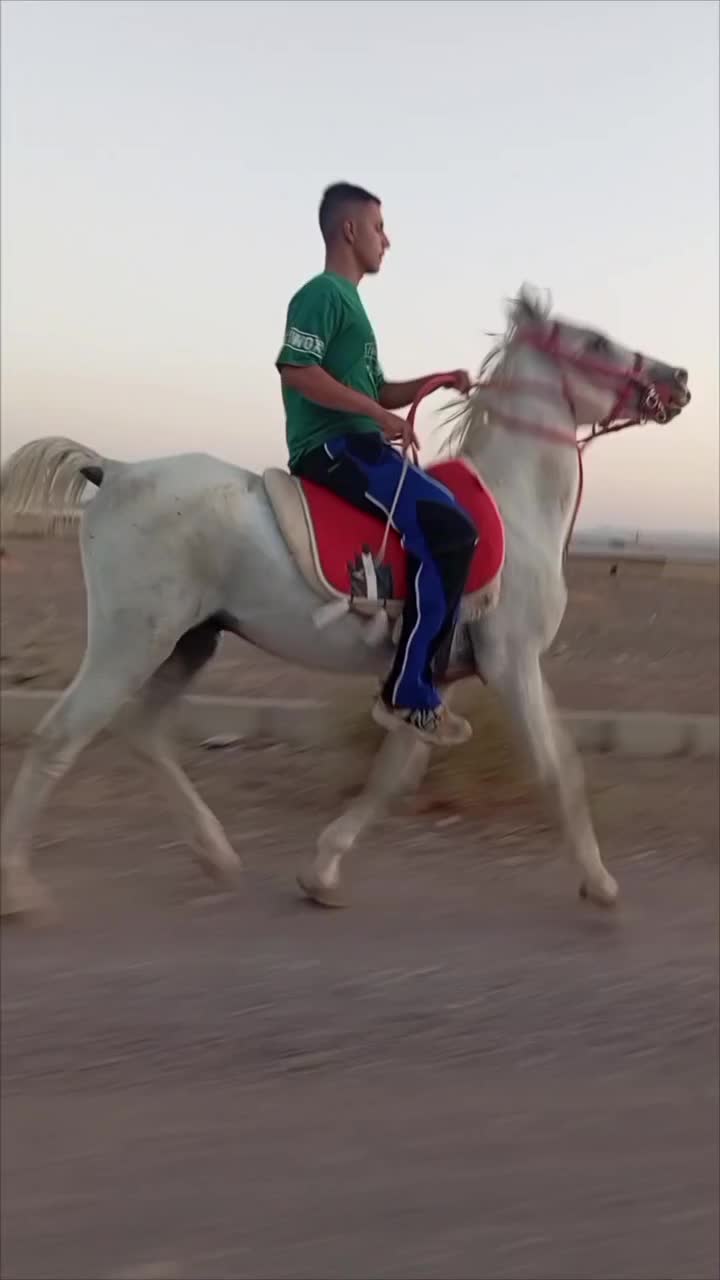 اسب|اسب و تجهیزات اسب‌سواری|پرند, فاز ۱|دیوار