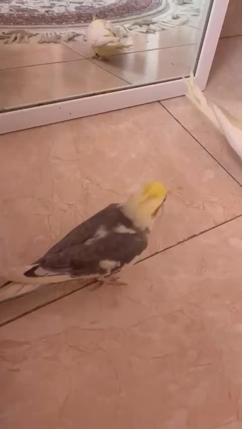 جوجه عروس هلندی ۴ ماهه|پرنده|تهران, مختاری|دیوار