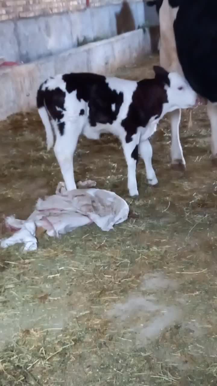 گاو سیمنتال مونت 40کیلوشیرباگوساله ماده|حیوانات مزرعه|بروجرد, |دیوار