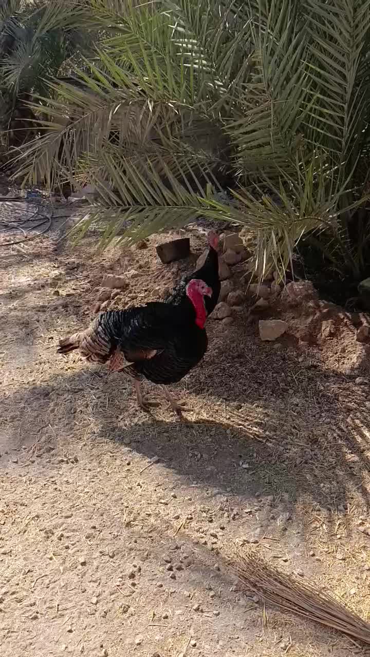 بوقلمون نر برنز|حیوانات مزرعه|کازرون, |دیوار