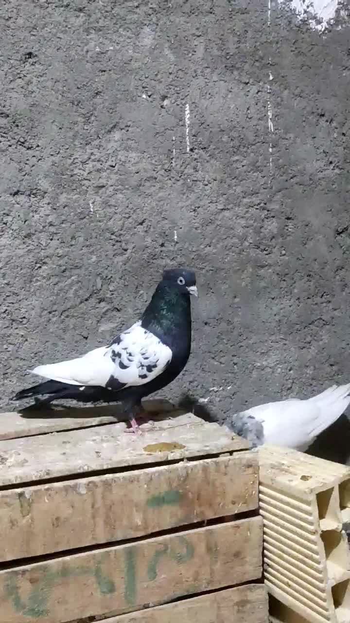 سینه سیاه نر|پرنده|خوسف, |دیوار