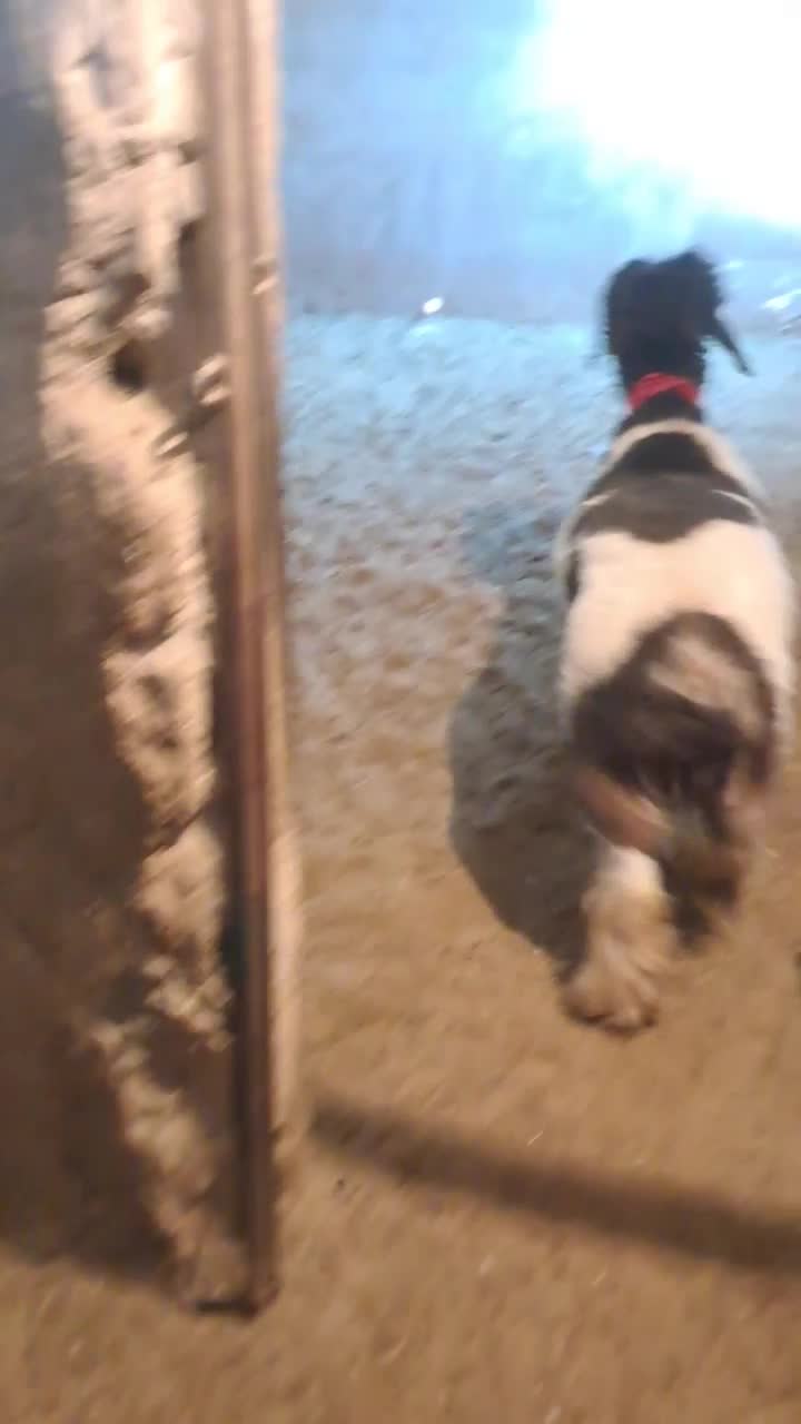 ۱راس بره نر تخمی روزگاری|حیوانات مزرعه|مرودشت, تخت جمشید|دیوار