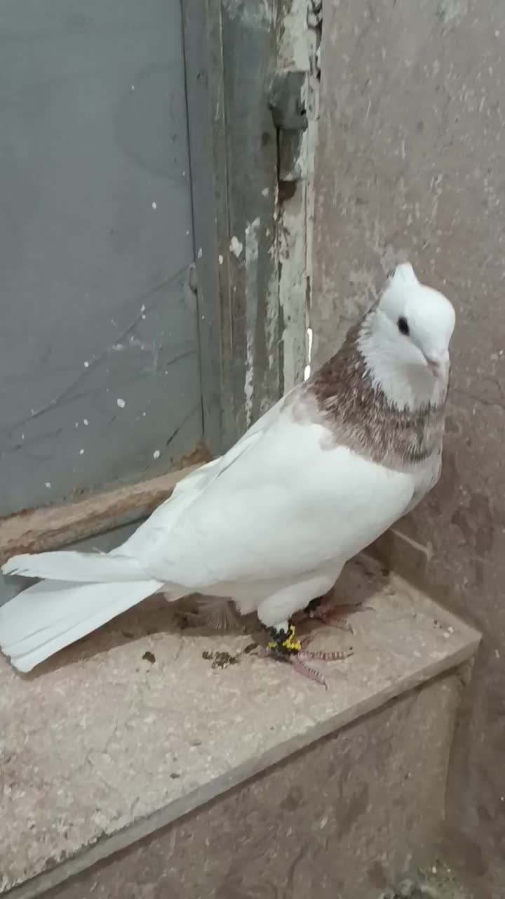 طوقی نر|پرنده|شاهرود, |دیوار