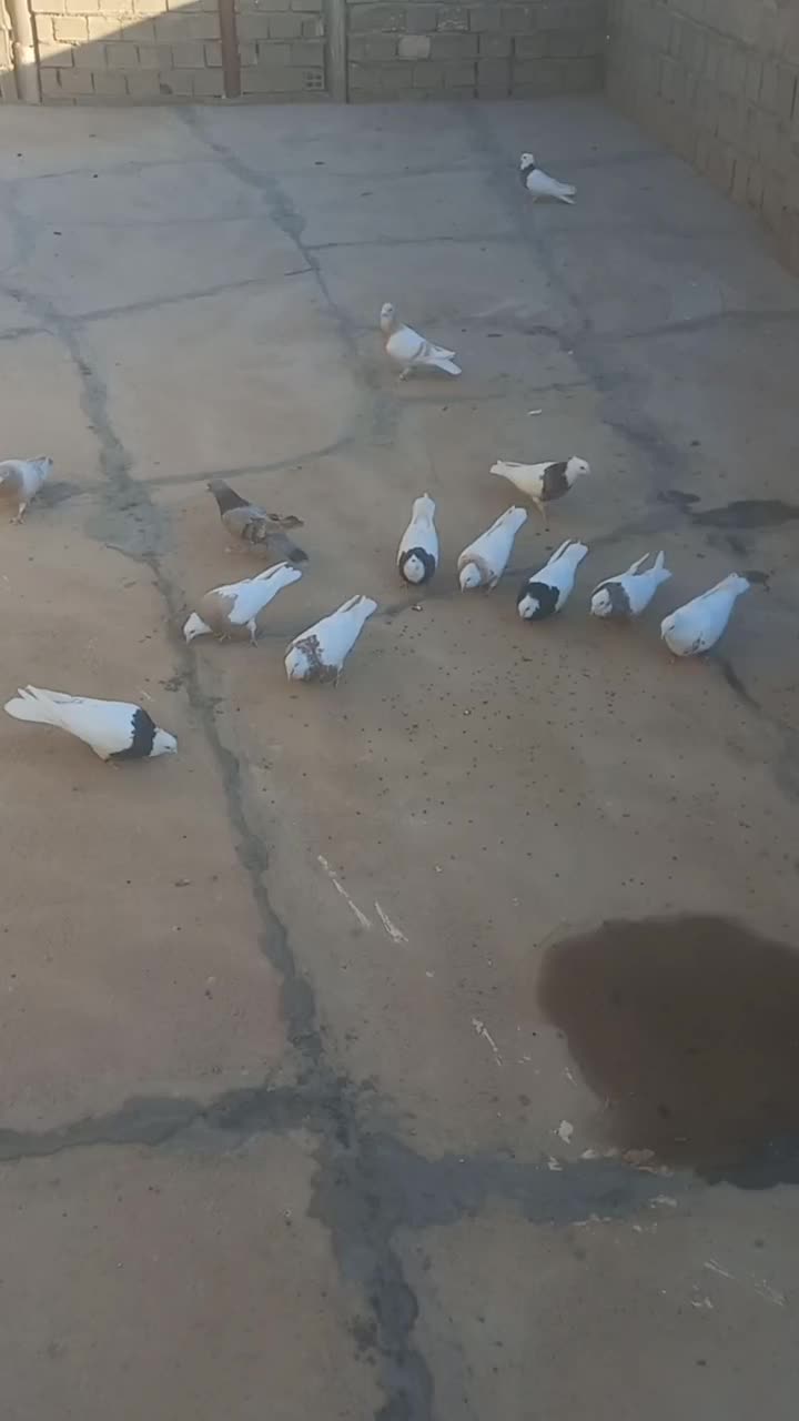 کبوتر طوقی وقفس|پرنده|برخوار, |دیوار