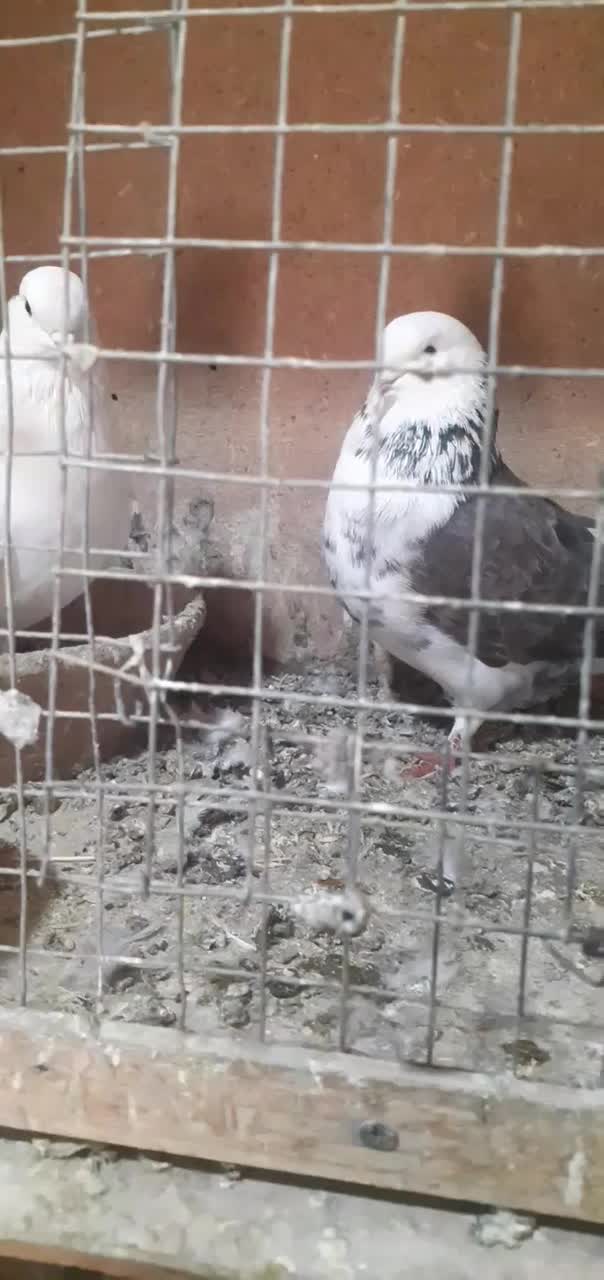 یک جف کبوتر پشتی سالم پرشی|پرنده|شاهین دژ, |دیوار