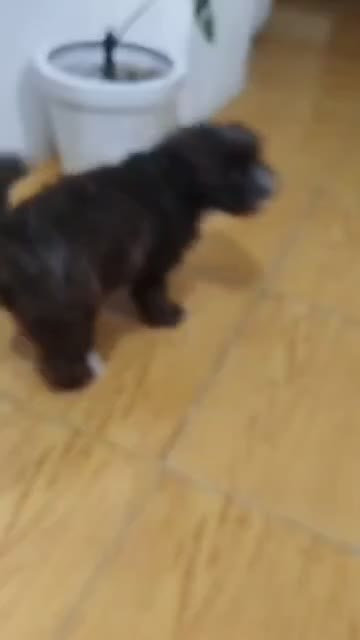 توله سگ شیتزو تریر سه ماهه|سگ|آستارا, |دیوار