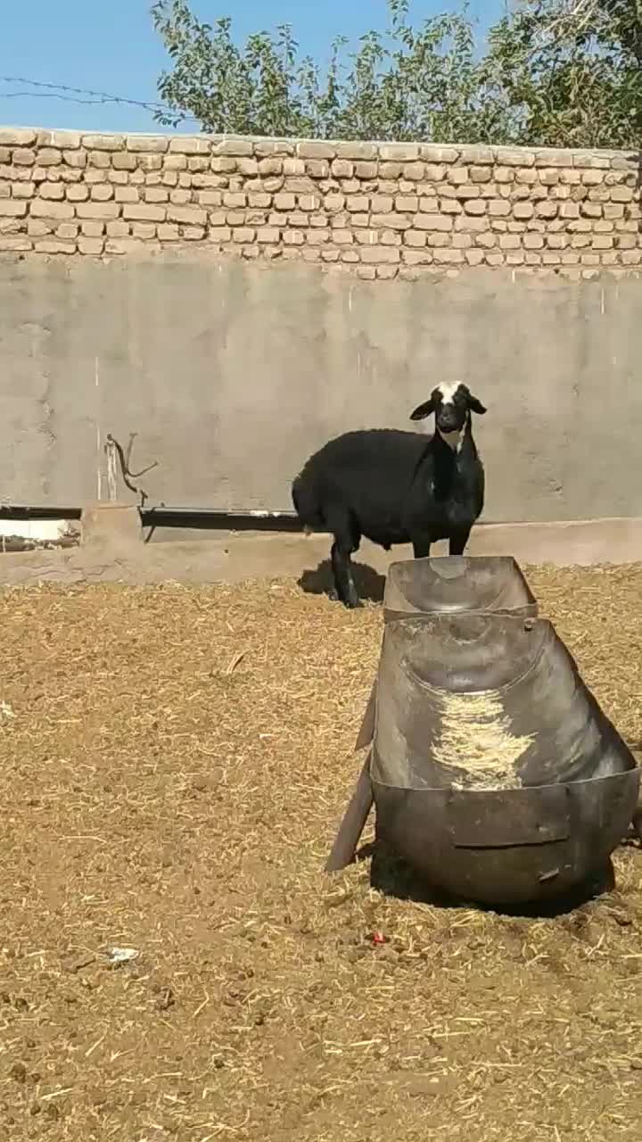 قوچ قره قزل ژندار|حیوانات مزرعه|اصفهان, منتظرالمهدی|دیوار