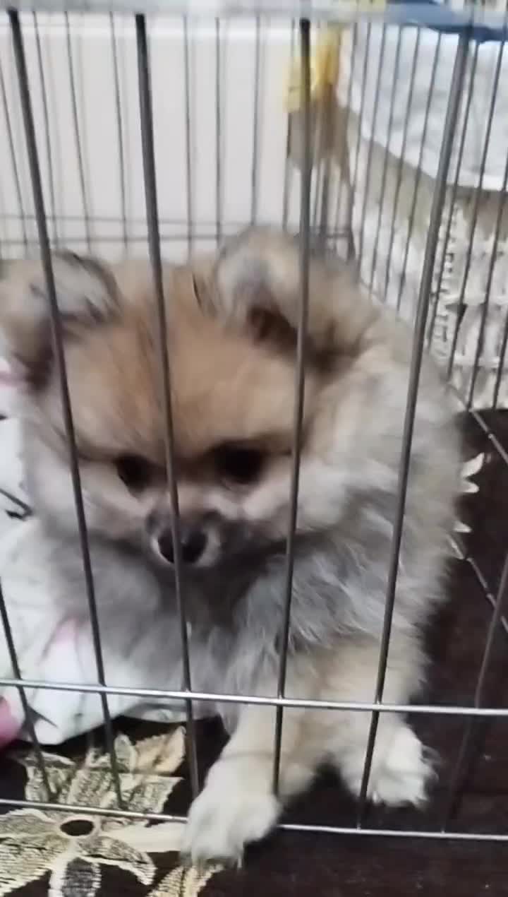 سگ پامر|سگ|تهران, کیانشهر|دیوار