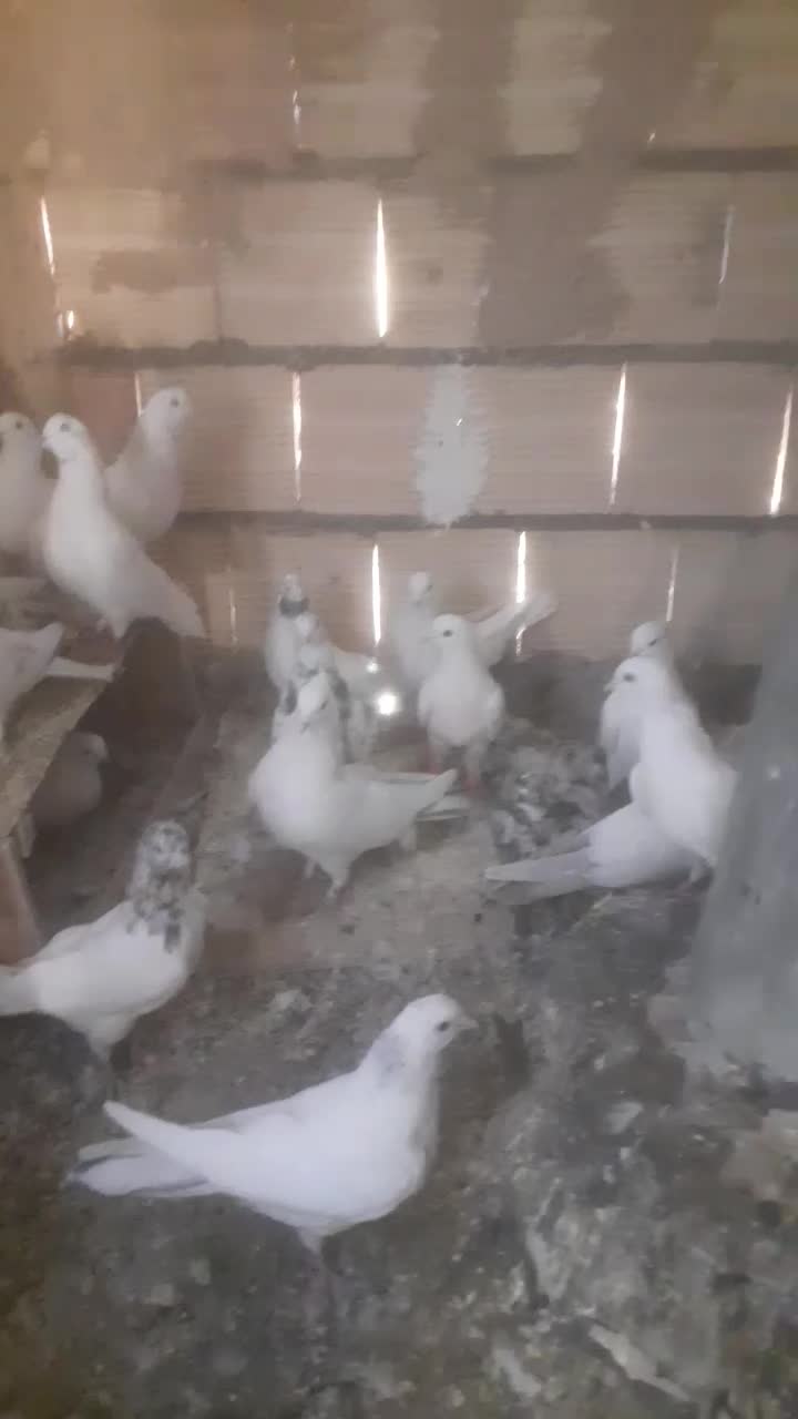 کبوتر سفید پرشی|پرنده|شازند, |دیوار