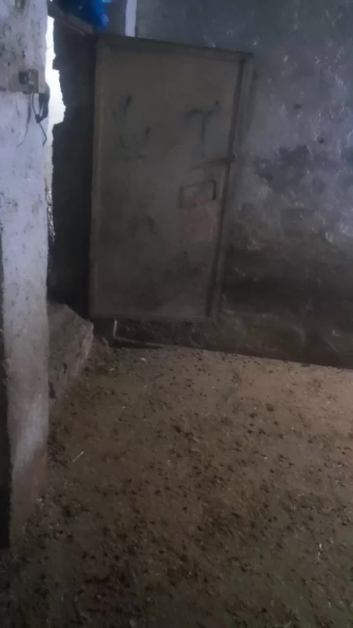 ۱۶راس میش|حیوانات مزرعه|نهاوند, |دیوار