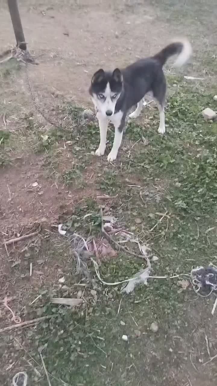 هاسکی نر|سگ|قشلاق دشت, |دیوار