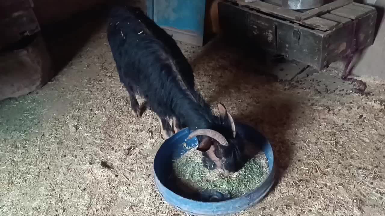 یک راس بز جوان 2ملیون 700،گوسفند،بره|حیوانات مزرعه|جوانرود, |دیوار