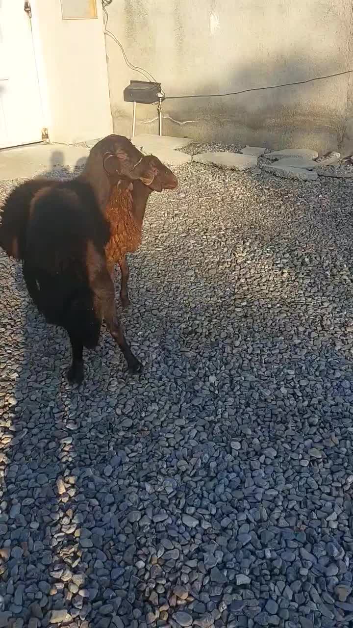 گوسفند ابست و بره نر|حیوانات مزرعه|آق قلا, |دیوار