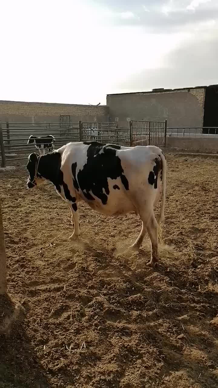 گاو|حیوانات مزرعه|مبارکه, |دیوار