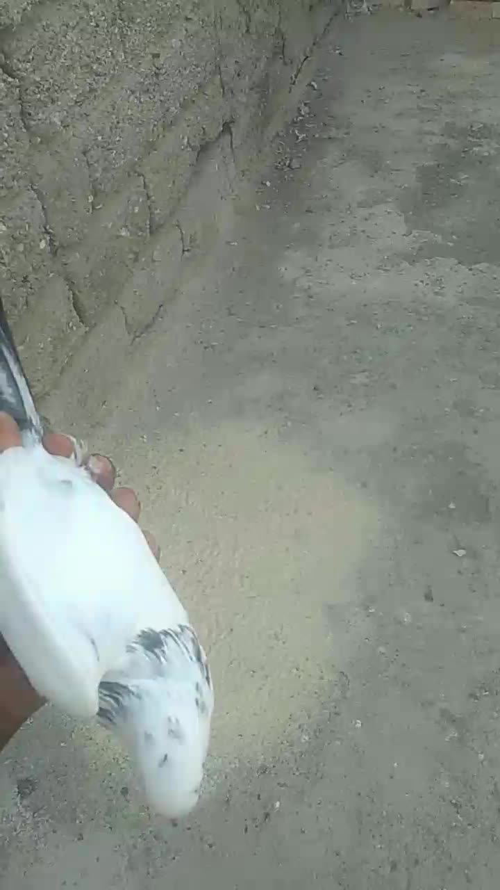 کبوترگره تضمینی|پرنده|میناب, |دیوار