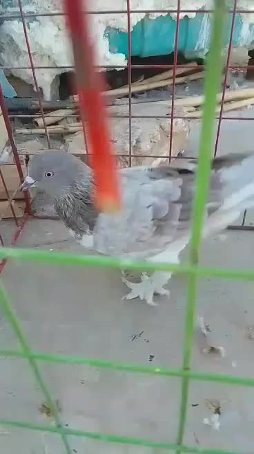 کفتر گرگی پرشی بشرط بازی|پرنده|میبد, |دیوار