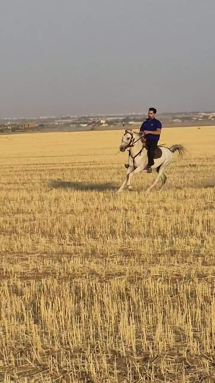 اسب کرد ۵ساله سواری..|اسب و تجهیزات اسبسواری|اراک, |دیوار