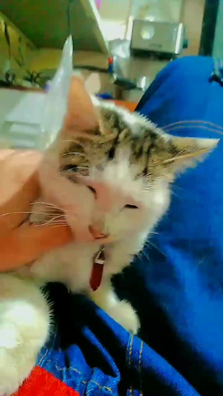 گربه بسیار باهوش و حرف گوش کن|گربه|مشکین‌دشت, |دیوار