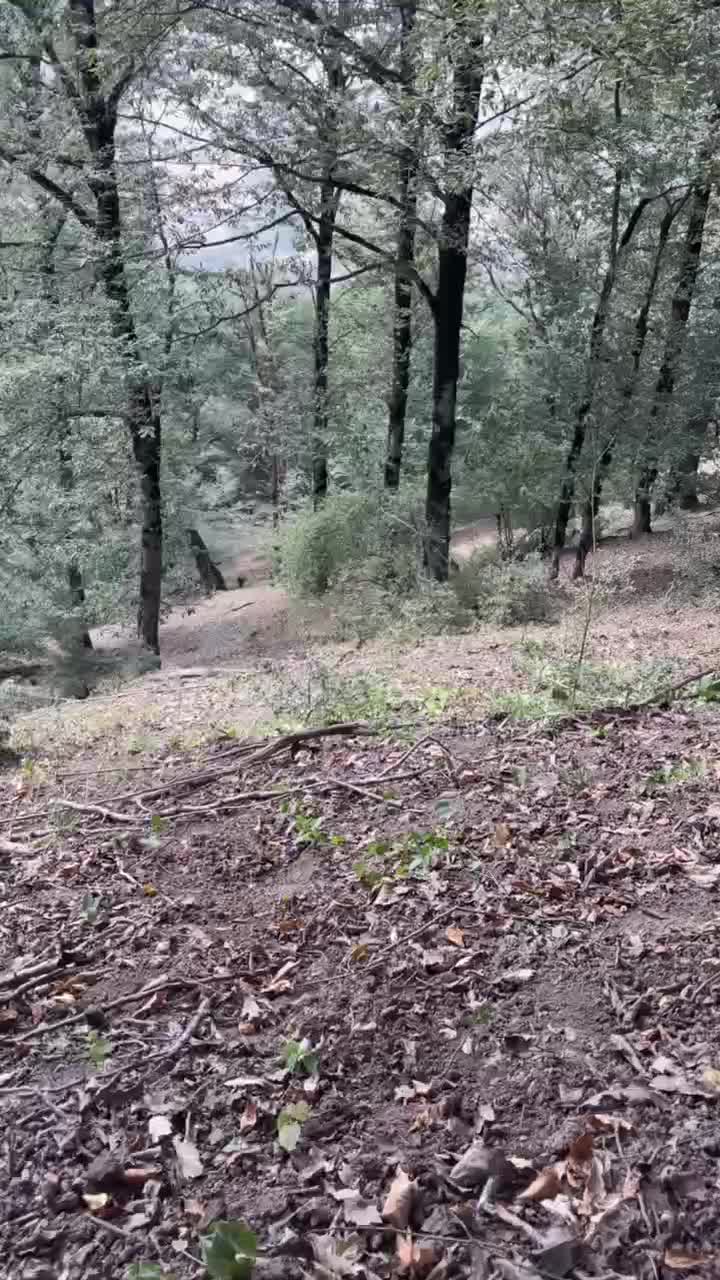 سگ دنبلانی|سگ|مینودشت, |دیوار