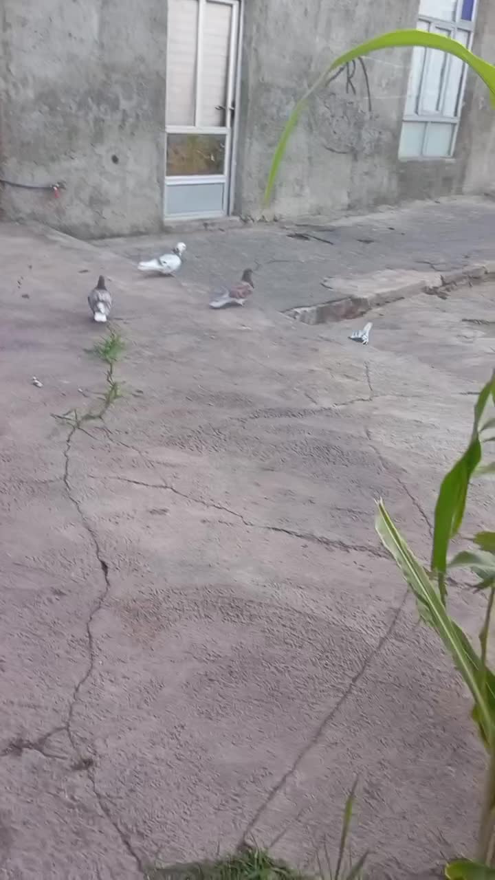 کبوتر|پرنده|مرند, |دیوار