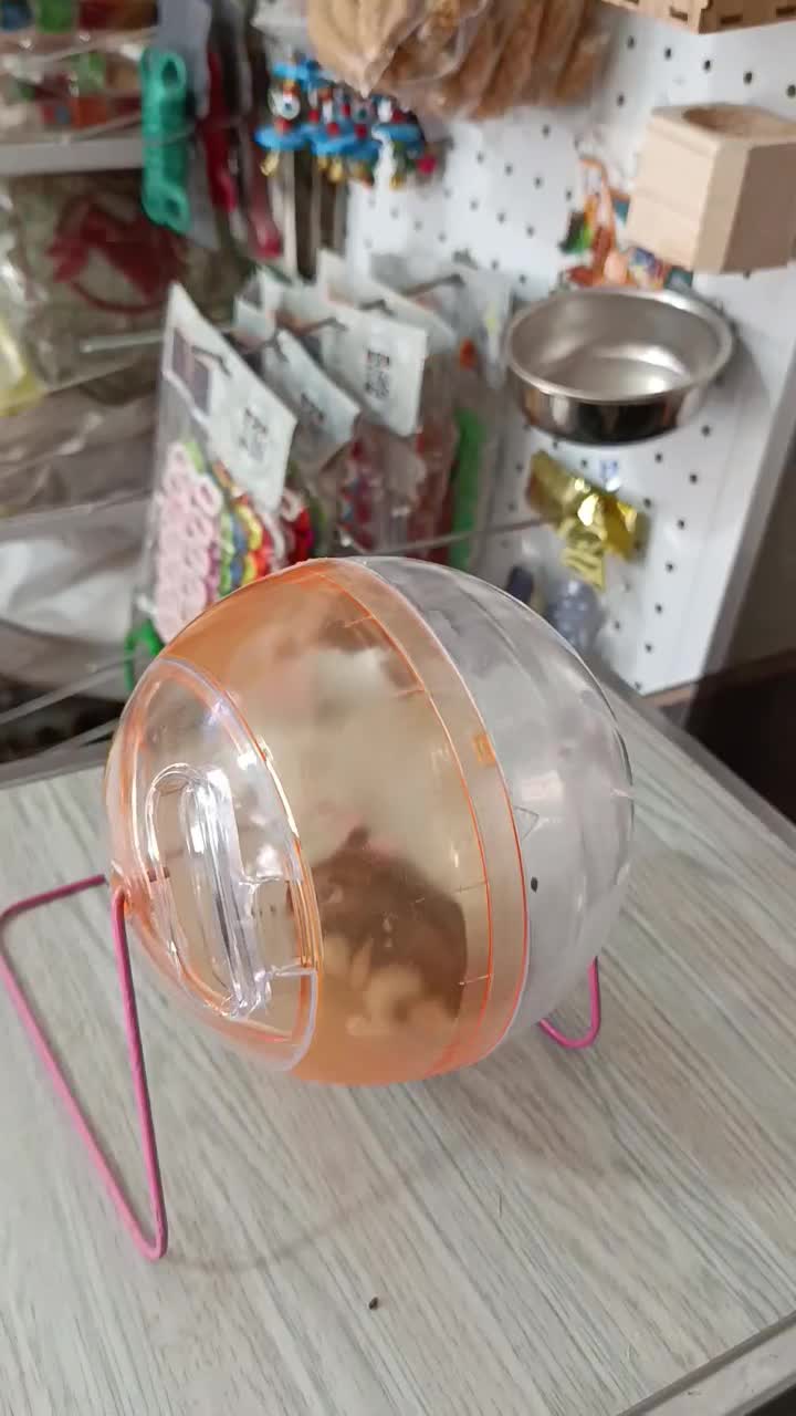 همستر خونگی|موش و خرگوش|قدس, شهرقدس|دیوار