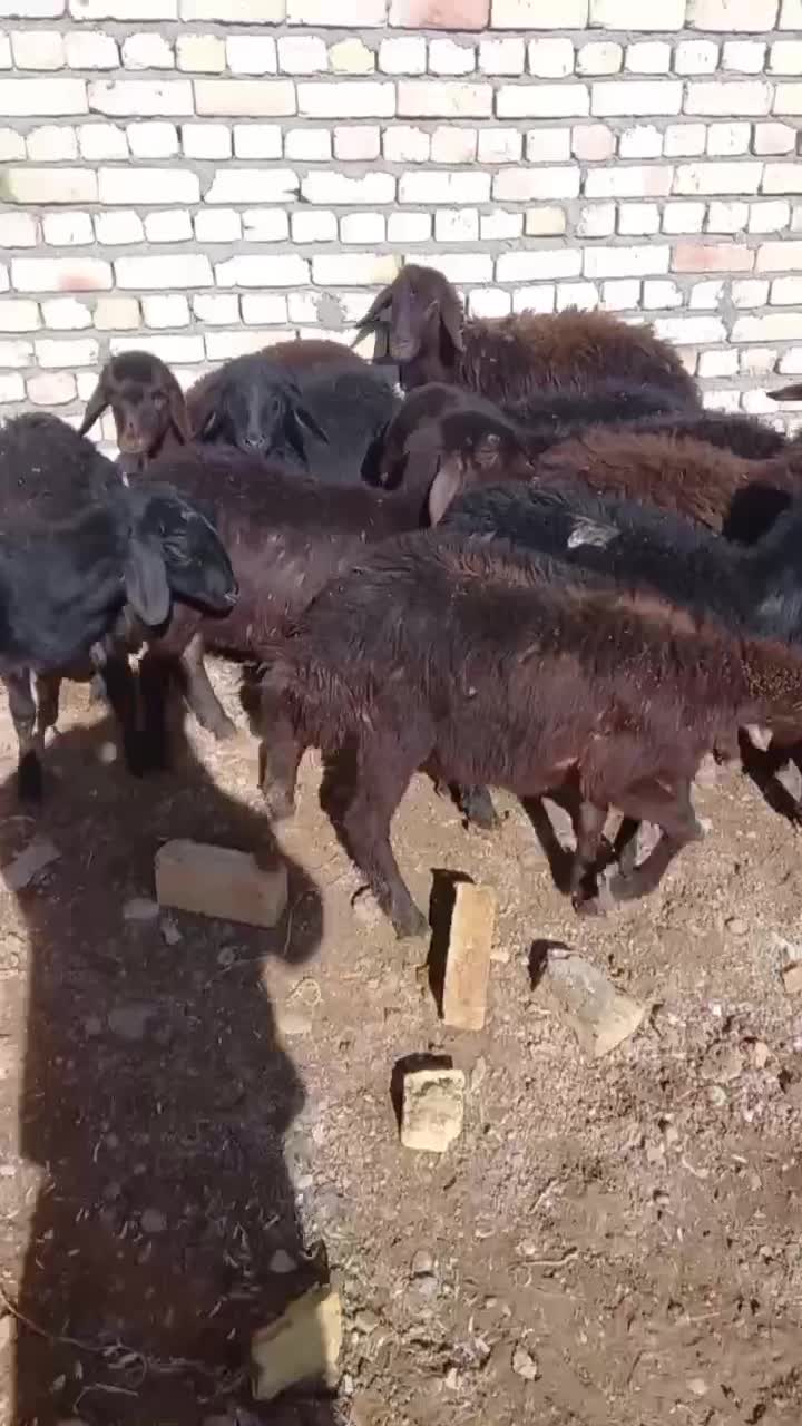 بره قره قزل|حیوانات مزرعه|دوتپه, |دیوار