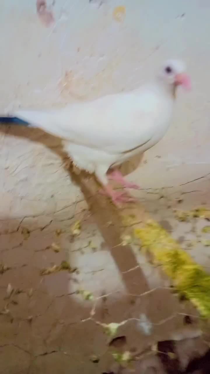 این جوجه ما امروز بای خورده|حیوانات|تربت جام, معدآباد|دیوار