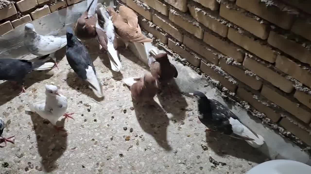 کبوتر رنگی|پرنده|خرمشهر, |دیوار