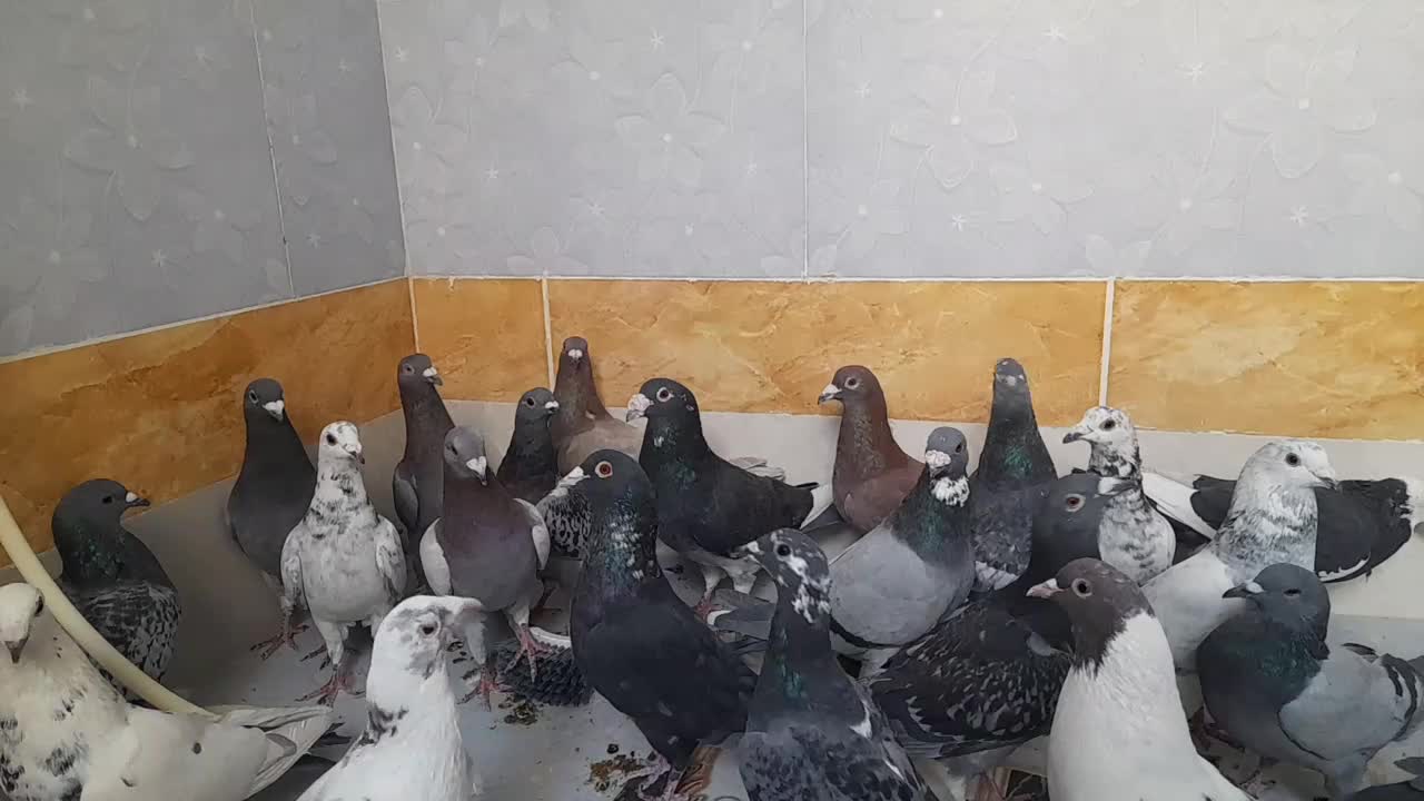 پرنده کبوتر|پرنده|سراوان, |دیوار