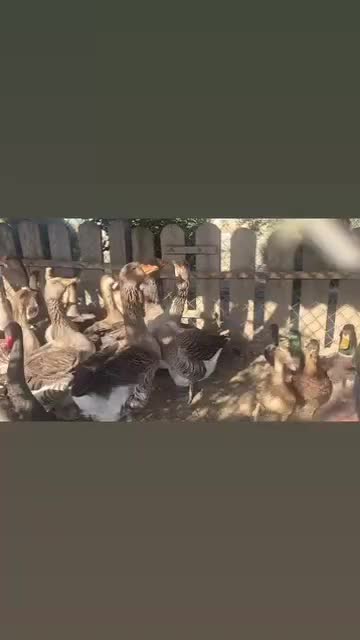 قوغاز تولوز|حیوانات مزرعه|گنبد کاووس, |دیوار