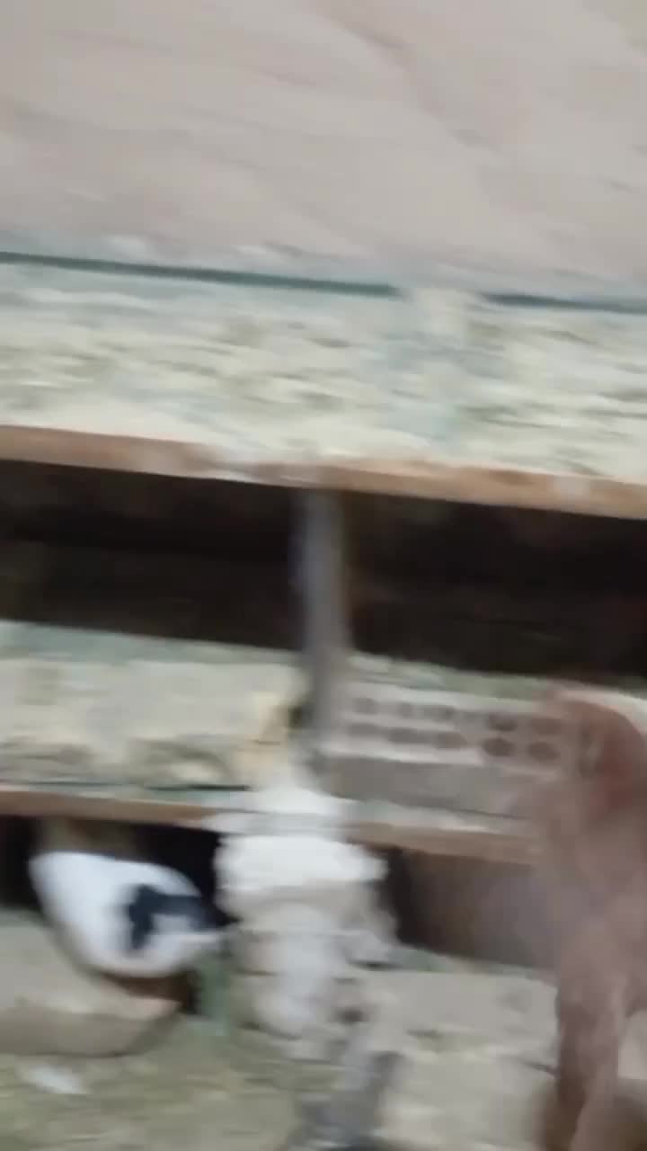 سرخ کرمونی نر|پرنده|تربت‌حیدریه, پائین ولایت|دیوار