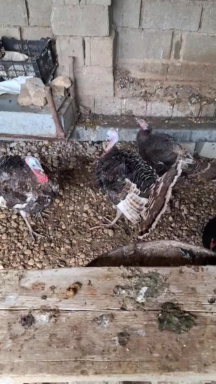 3 عدد بوقلمون نر و ماده|حیوانات مزرعه|اندیمشک, |دیوار