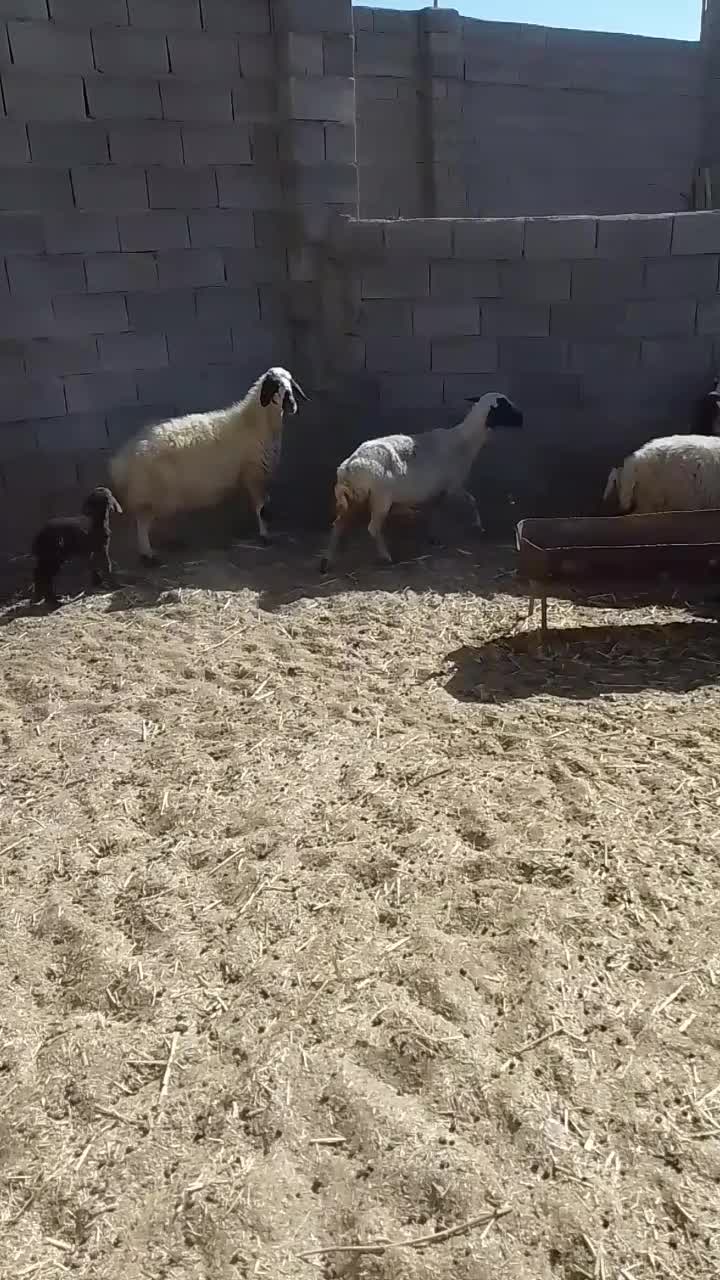 میش داشتی|حیوانات مزرعه|شهرضا, |دیوار