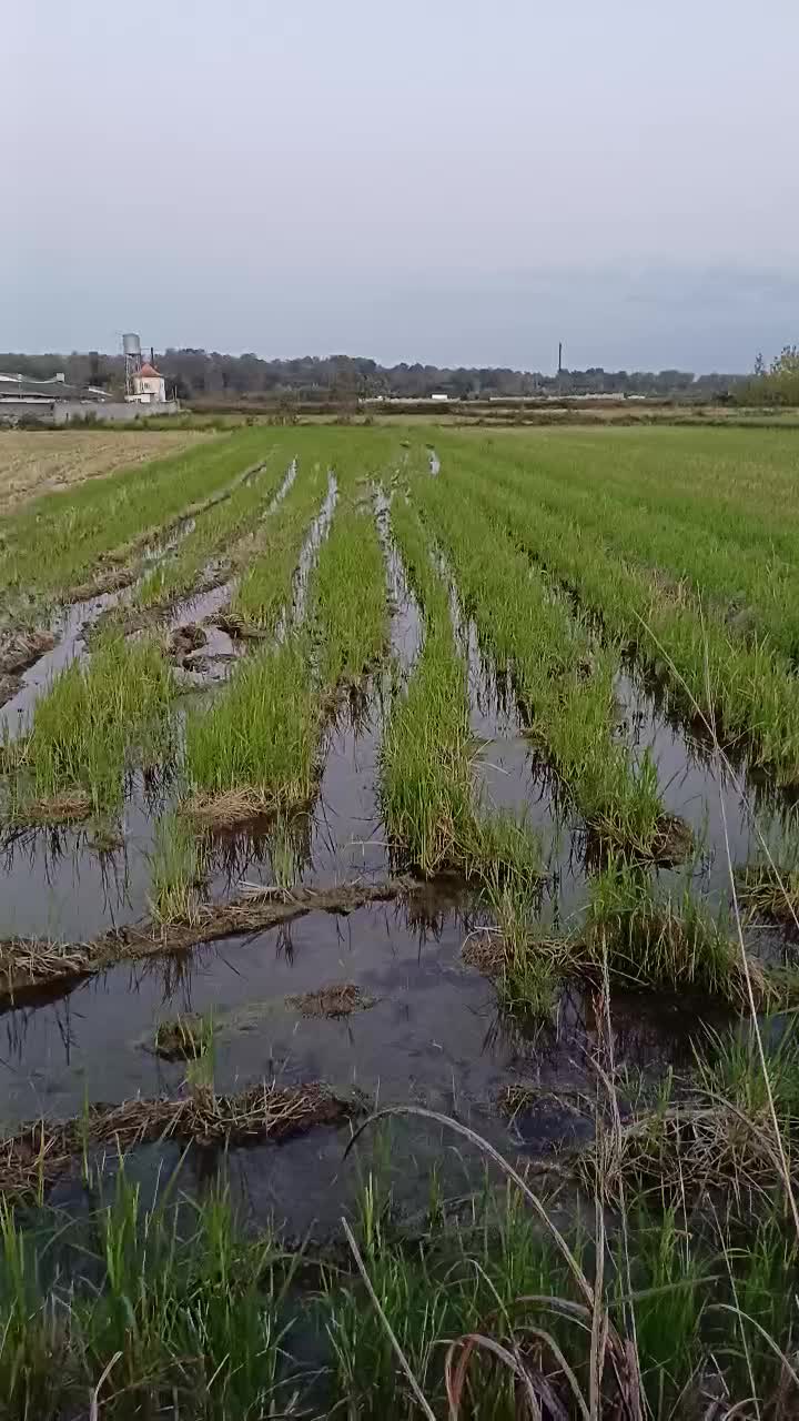 زمین کشاورزی سالی400کیلو برنج میده|فروش دفتر صنعتی، کشاورزی، تجاری|آمل, |دیوار