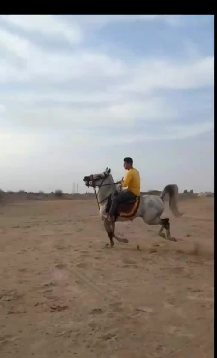 نریان|اسب و تجهیزات اسب‌سواری|مرزن‌آباد, |دیوار