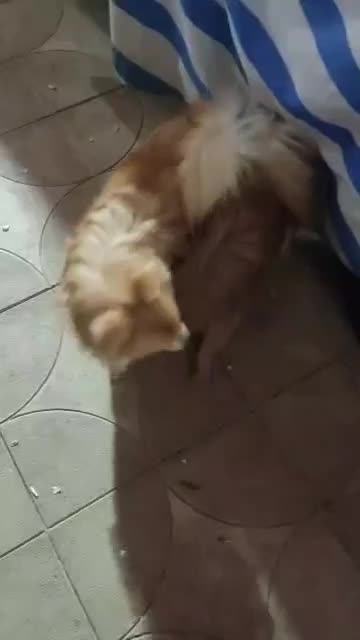 سگ پامر روباهی اصل|سگ|آبپخش, |دیوار