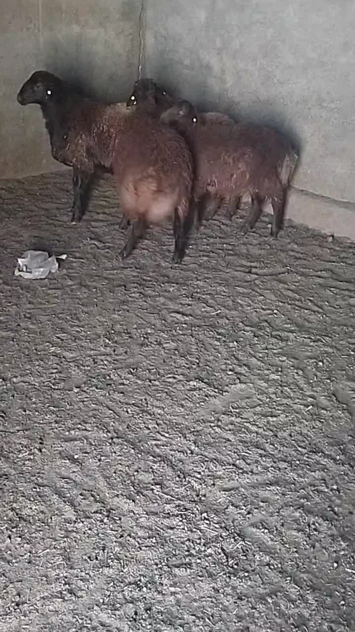 بره قوچ همو|حیوانات مزرعه|قوچان, |دیوار