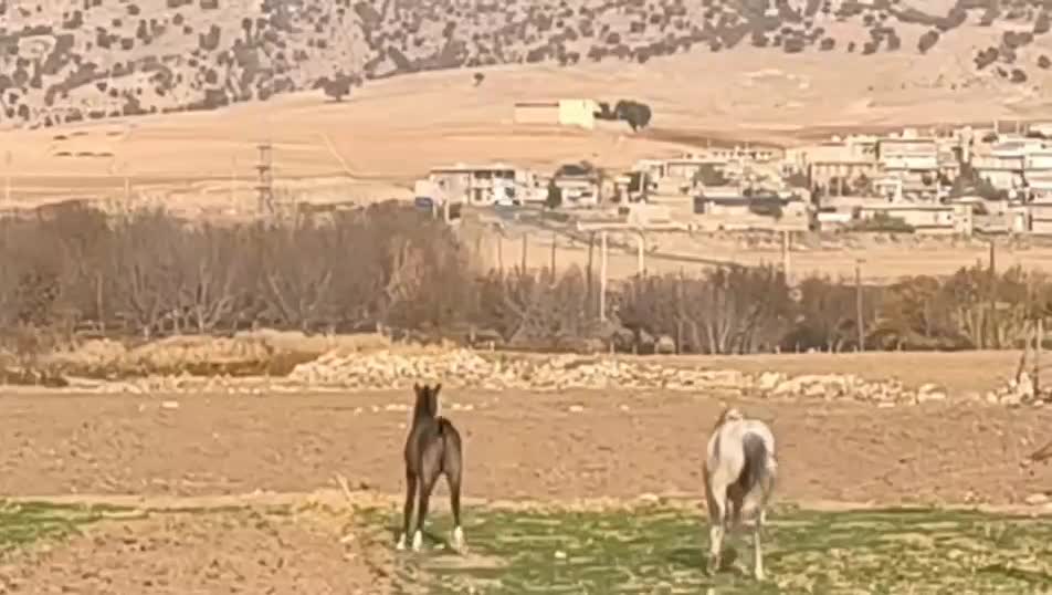 کره اسب|اسب و تجهیزات اسبسواری|ایلام, |دیوار