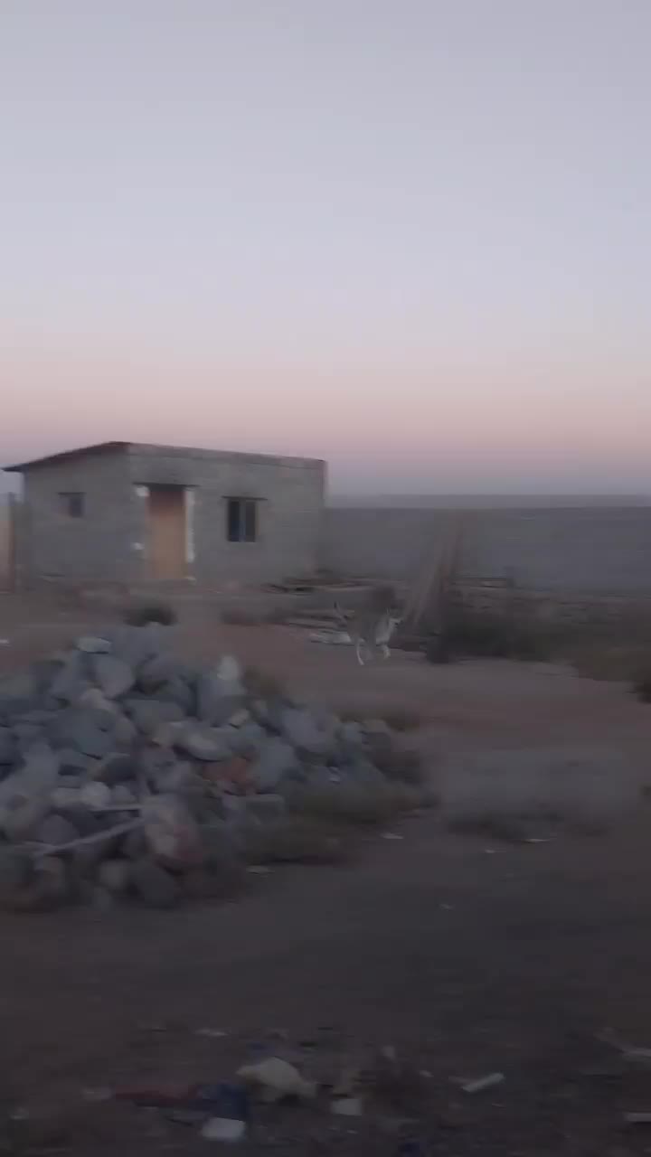 سک سرابی ماده ۱۱ ماهه|سگ|ایلخچی, |دیوار