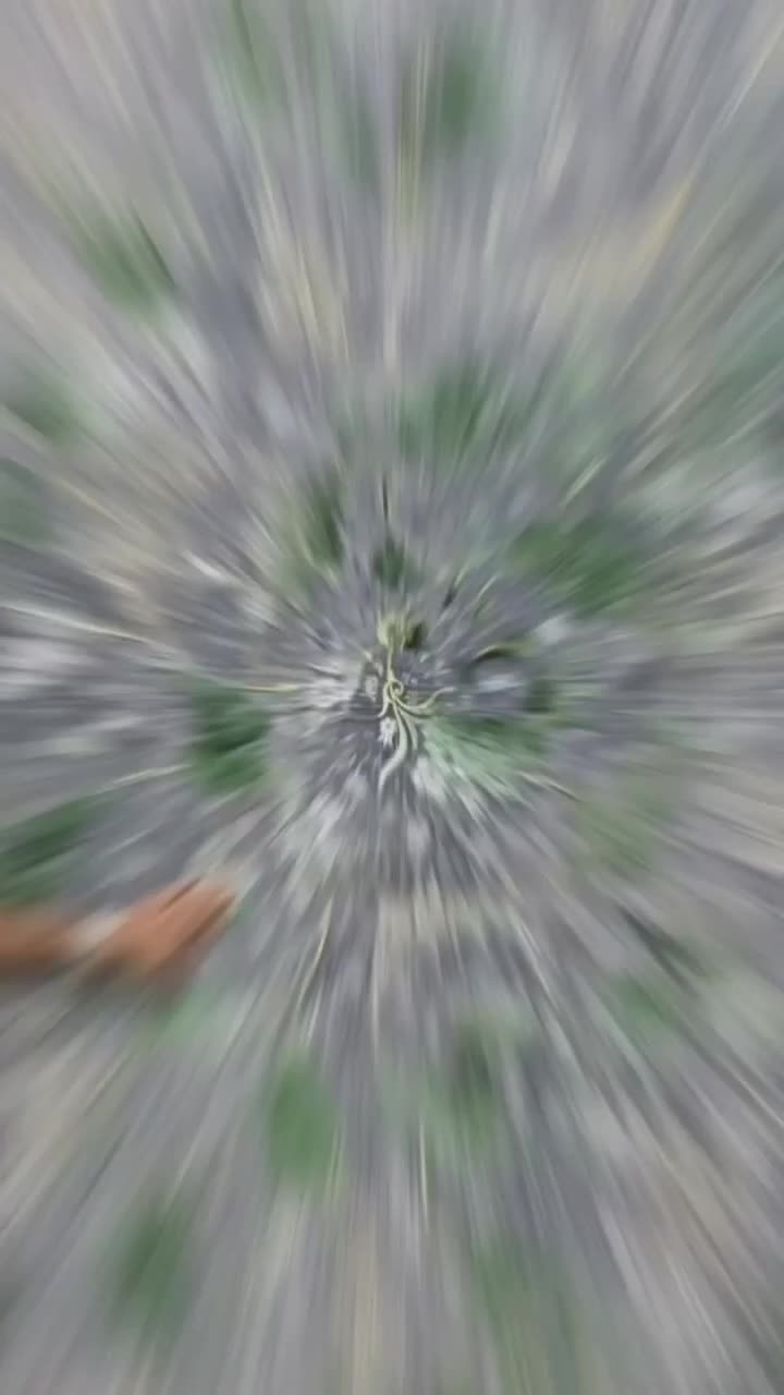 فرش ماشینی تراکم بالا ،بافت ظریف و با دوام|فرش|دزفول, |دیوار