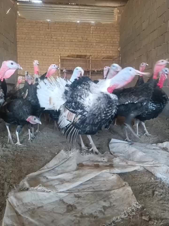 بوقلمون تازه بالغ محلی|حیوانات مزرعه|مشهد, درزآب|دیوار