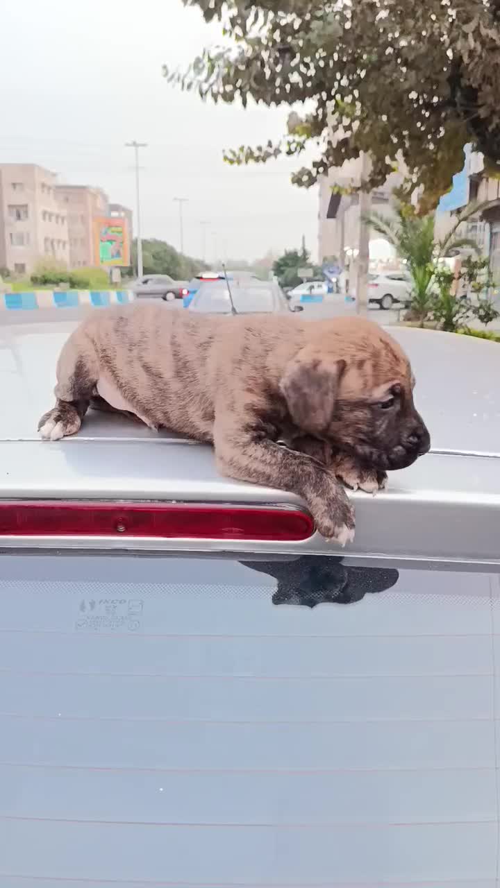 سگ پیت بول پلنگی|سگ|رشت, چله خانه|دیوار