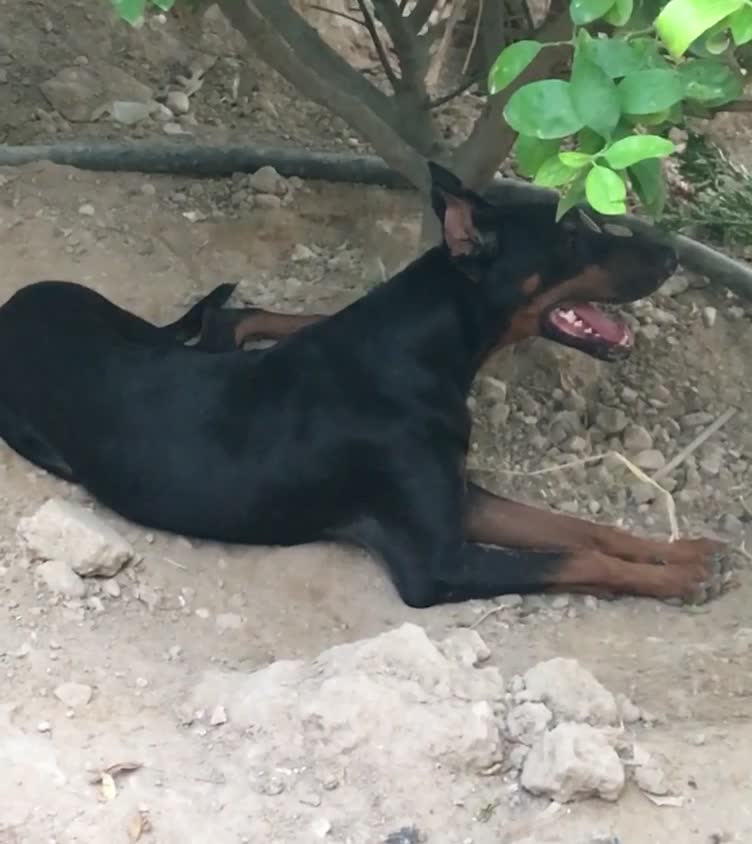 سگ دوبرمن|سگ|بوشهر, |دیوار