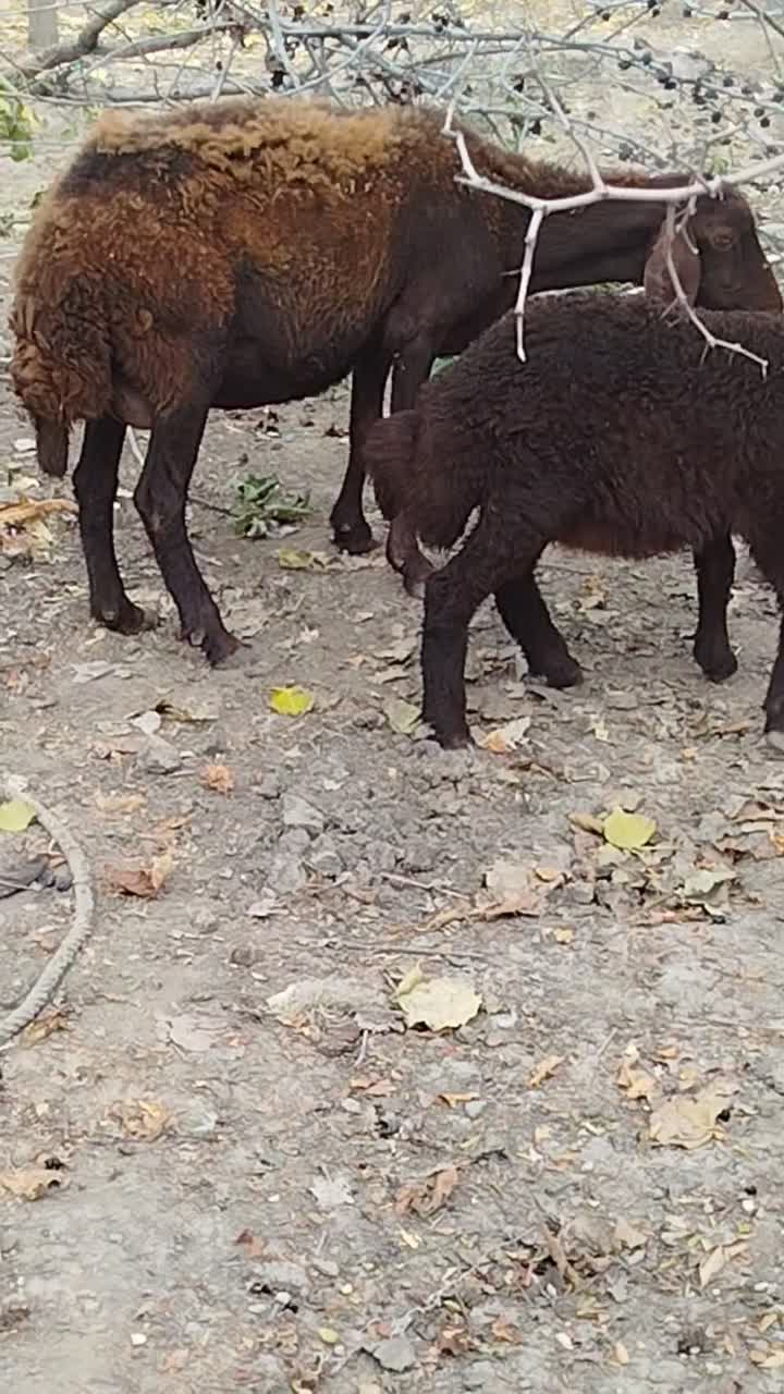 گوسفند بره دار|حیوانات مزرعه|آزادشهر, |دیوار