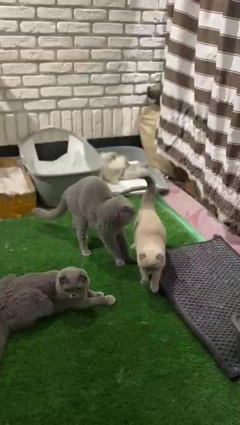 گربه اسکاتیش خاص|گربه|ساری, |دیوار